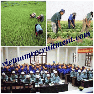 Agriculture Placement Services from Vietnam