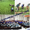 Agriculture Placement Services from Vietnam